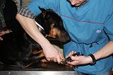 GRIFFES - DOBERMANN 046